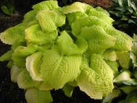 Хоста Dawns Early Light