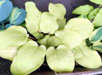 Хоста Disigner Genes