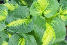 Хоста Cathedral Windows