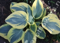 Хоста First frost