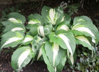 Хоста Night Before Christmas Хоста Night Before Christmas