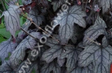 Гейхерелла Infinity