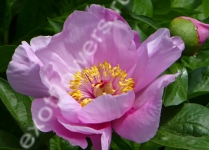 Пион May Lilac