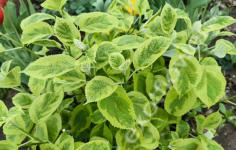 Гортензия древовидная  Golden Annabel