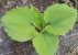 hosta Valleys Kumo