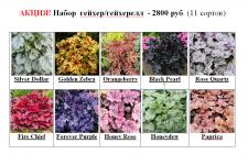 НАБОР Гейхер, Гейхерелл-АКЦИЯ!