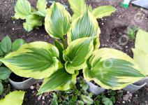 Хоста Coastal Treasure