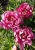 Пион Pink Ardour