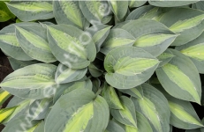 Хоста Kiwi Full Monty Хоста Kiwi Full Monty