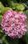 Гортензия древовидная Magical Dark Pink