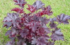 Гейхера Melting fire