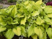 Хоста First Dance