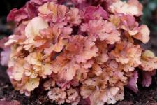 Гейхера Frilly