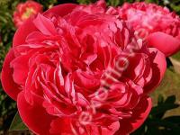 Пион Glowing Raspberry Rose