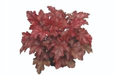 Гейхера Chateau Rouge