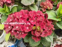 Гортензия Royalty Black Knight