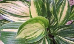 Хоста Don Quixot