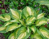 Хоста Love Story