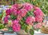 Гортензия крупнолистная Tabletensia Pink