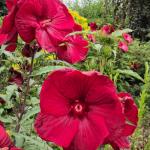 Гибискус Burgundy Velvet