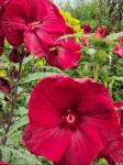 Гибискус Burgundy Velvet