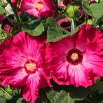 Гибискус Red Jake