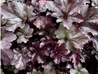 Гейхера Gro Fast Black