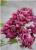Клематис Purpurea Plena Elegan