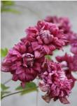 Клематис Purpurea Plena Elegan