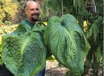 Хоста Giantland Big Bastard