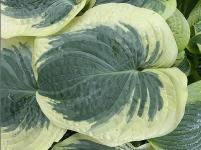 Хоста Giantland Karma