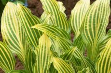 Хоста Siberian Tiger