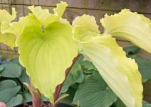 Хоста Valleys Lemon Squach