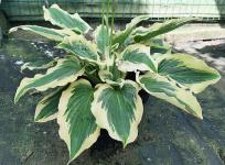 Хоста Payot Night Queen