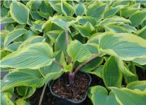 Хоста Ramble On