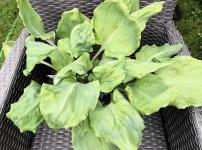 Хоста Chris Alien Species