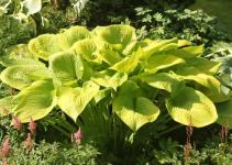 Хоста Gold Elation