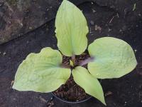 Хоста Chris Pale Winner