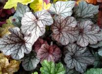 Гейхерелла Northern Exposure Silver (Акционная цена до 01.04.25)