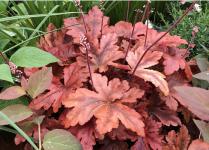 Гейхерелла Hopscotch