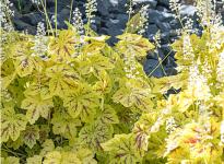 Гейхерелла Solar power