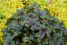 Гейхерелла Tapesty