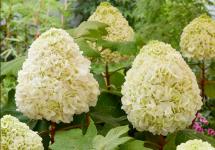 Гортензия дуболистная Tara