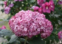 Гортензия древовидная Bellaragaza Mouvetta