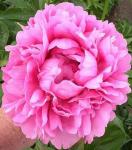 Пион Julishka Пион Julishka