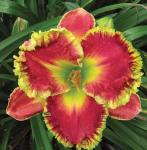 Лилейник Guilty Passion