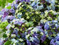 Гортензия крупнолистная Lady Mata Hari Blue