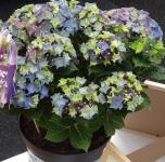 Гортензия крупнолистная Lady Mata Hari Blue