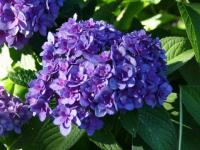 Гортензия крупнолистная Stellar Blue