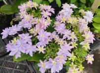 Гортензия крупнолистная Floria Pink